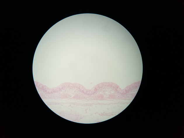 Pseudostratified Epithelium Slides - Pseudostratified Epithelium 03 100X